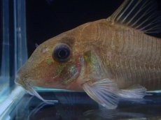 画像4: 【淡水魚】【通販】超激レア コリドラス ホワイトヘテロモルフス マロニリバー産 ワイルド【個体販売】(±5.5cm)(生体)(熱帯魚)NKCR (4)