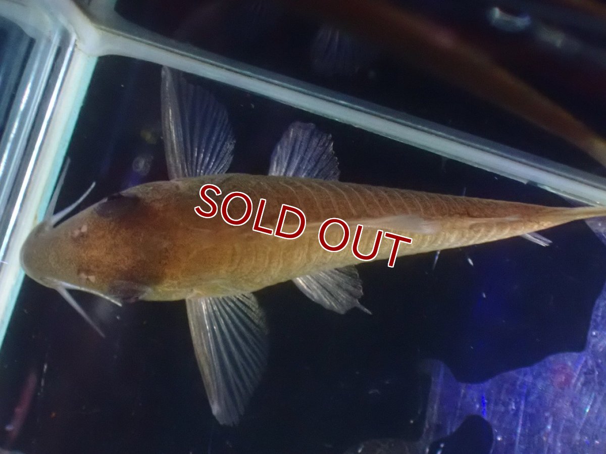 画像5: 【淡水魚】【通販】超激レア コリドラス ホワイトヘテロモルフス マロニリバー産 ワイルド【個体販売】(±5.5cm)(生体)(熱帯魚)NKCR (5)
