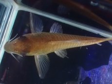 画像5: 【淡水魚】【通販】超激レア コリドラス ホワイトヘテロモルフス マロニリバー産 ワイルド【個体販売】(±5.5cm)(生体)(熱帯魚)NKCR (5)