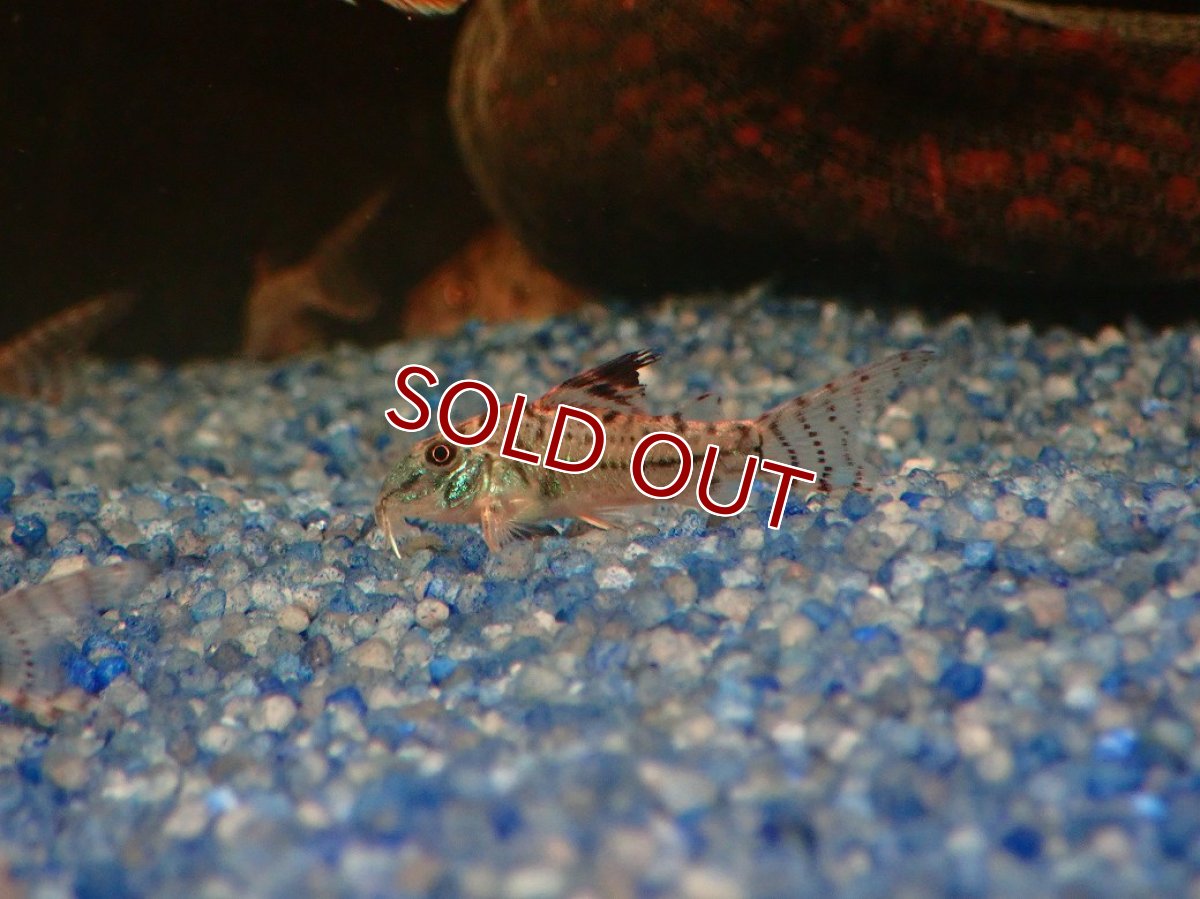 画像1: 【淡水魚】【通販】謎コリ コリドラス sp ナゾ【１匹 サンプル画像】(±3cm)(コリドラス)(生体)(熱帯魚)NKCR (1)