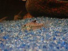 画像1: 【淡水魚】【通販】謎コリ コリドラス sp ナゾ【１匹 サンプル画像】(±3cm)(コリドラス)(生体)(熱帯魚)NKCR (1)