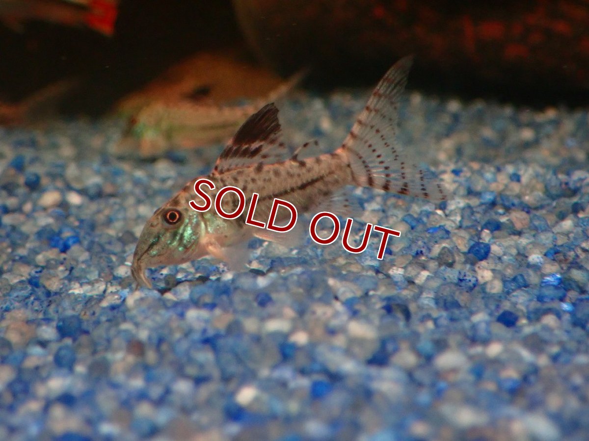 画像2: 【淡水魚】【通販】謎コリ コリドラス sp ナゾ【１匹 サンプル画像】(±3cm)(コリドラス)(生体)(熱帯魚)NKCR (2)