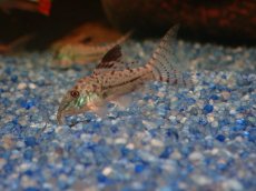 画像2: 【淡水魚】【通販】謎コリ コリドラス sp ナゾ【１匹 サンプル画像】(±3cm)(コリドラス)(生体)(熱帯魚)NKCR (2)
