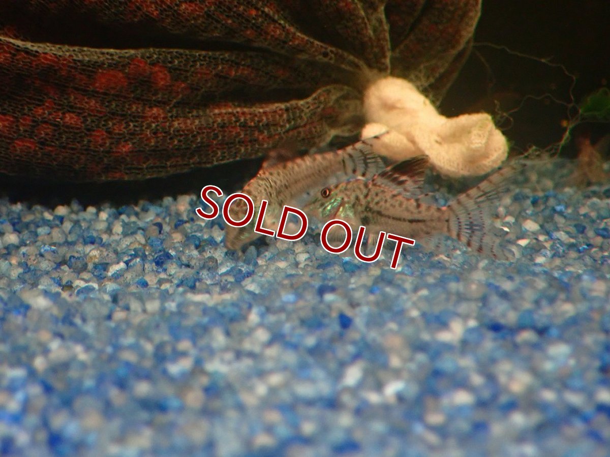 画像3: 【淡水魚】【通販】謎コリ コリドラス sp ナゾ【１匹 サンプル画像】(±3cm)(コリドラス)(生体)(熱帯魚)NKCR (3)