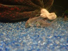画像3: 【淡水魚】【通販】謎コリ コリドラス sp ナゾ【１匹 サンプル画像】(±3cm)(コリドラス)(生体)(熱帯魚)NKCR (3)