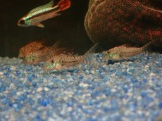 画像4: 【淡水魚】【通販】謎コリ コリドラス sp ナゾ【１匹 サンプル画像】(±3cm)(コリドラス)(生体)(熱帯魚)NKCR (4)