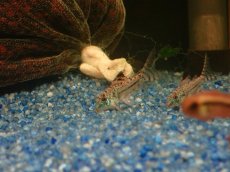画像5: 【淡水魚】【通販】謎コリ コリドラス sp ナゾ【１匹 サンプル画像】(±3cm)(コリドラス)(生体)(熱帯魚)NKCR (5)