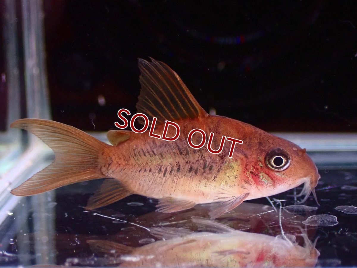 画像1: 【淡水魚】【通販】激レア ショートボディ コリドラス パンタナルエンシス【個体販売】(±4cm)(コリドラス)(生体)(熱帯魚)NKCR (1)