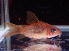 画像1: 【淡水魚】【通販】激レア ショートボディ コリドラス パンタナルエンシス【個体販売】(±4cm)(コリドラス)(生体)(熱帯魚)NKCR (1)