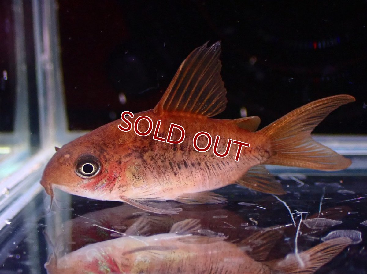 画像2: 【淡水魚】【通販】激レア ショートボディ コリドラス パンタナルエンシス【個体販売】(±4cm)(コリドラス)(生体)(熱帯魚)NKCR (2)