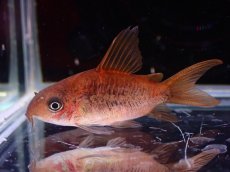 画像2: 【淡水魚】【通販】激レア ショートボディ コリドラス パンタナルエンシス【個体販売】(±4cm)(コリドラス)(生体)(熱帯魚)NKCR (2)