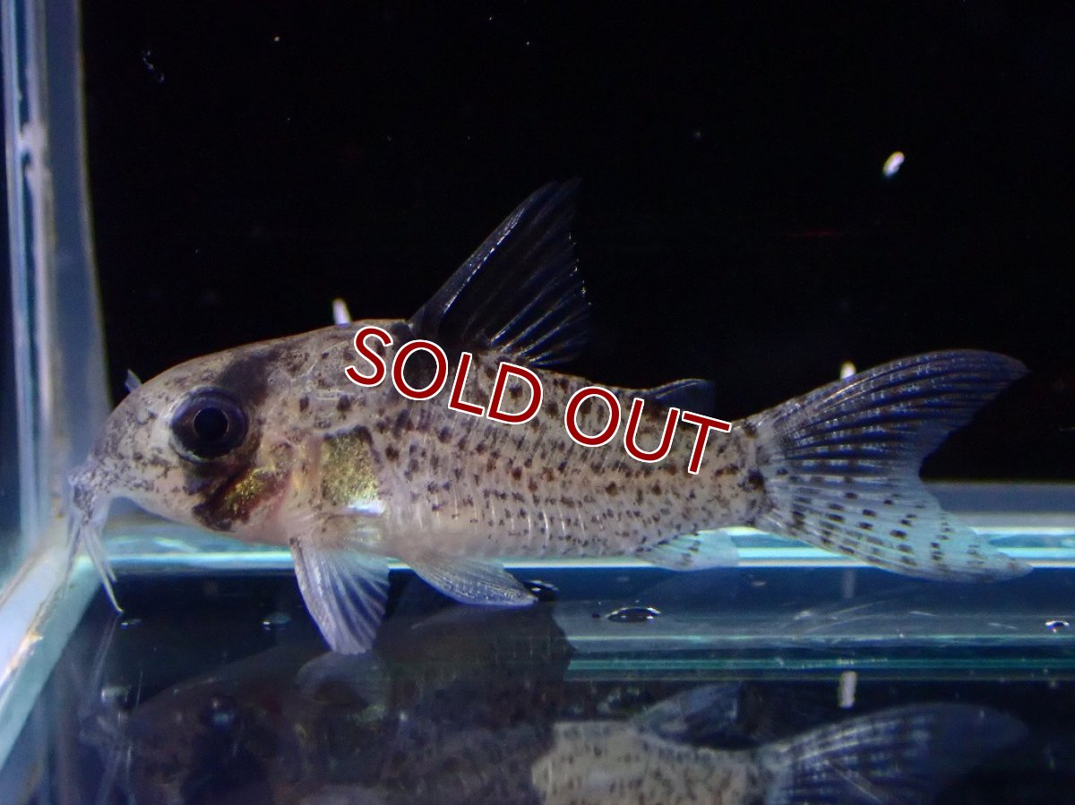 画像1: 【30%OFF対象商品30周年セール 淡水魚】【淡水魚】【通販】レア種 コリドラス sp ブラックペッパー ローライマ産 ワイルド【個体販売】(±3cm)(コリドラス)（生体）（熱帯魚）NKCR (1)