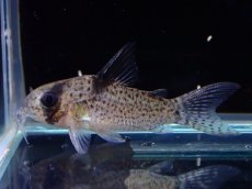 画像1: 【淡水魚】【通販】レア種 コリドラス sp ブラックペッパー ローライマ産 ワイルド【個体販売】(±3cm)(コリドラス)（生体）（熱帯魚）NKCR (1)
