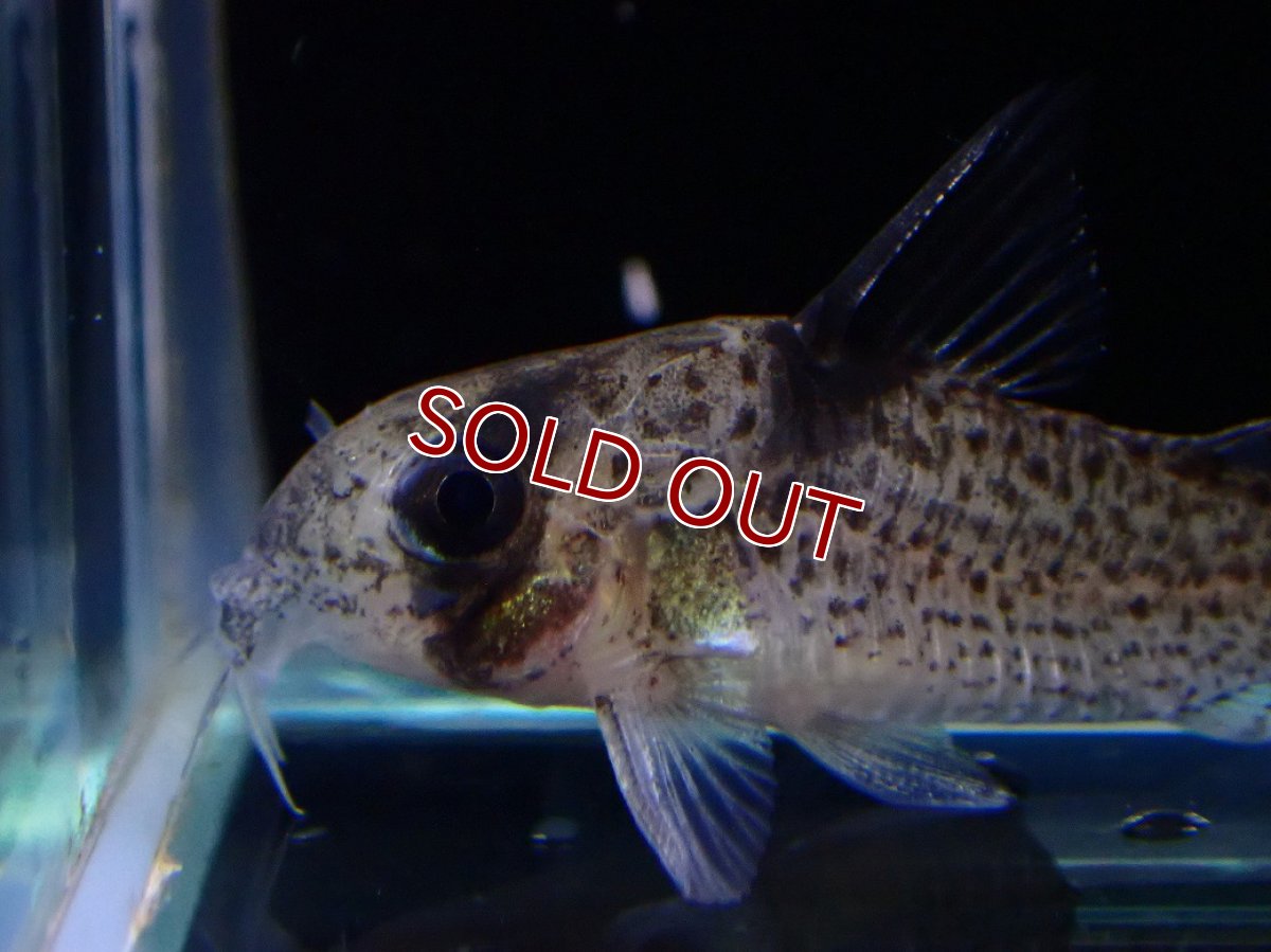 画像2: 【30%OFF対象商品30周年セール 淡水魚】【淡水魚】【通販】レア種 コリドラス sp ブラックペッパー ローライマ産 ワイルド【個体販売】(±3cm)(コリドラス)（生体）（熱帯魚）NKCR (2)