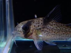 画像2: 【淡水魚】【通販】レア種 コリドラス sp ブラックペッパー ローライマ産 ワイルド【個体販売】(±3cm)(コリドラス)（生体）（熱帯魚）NKCR (2)
