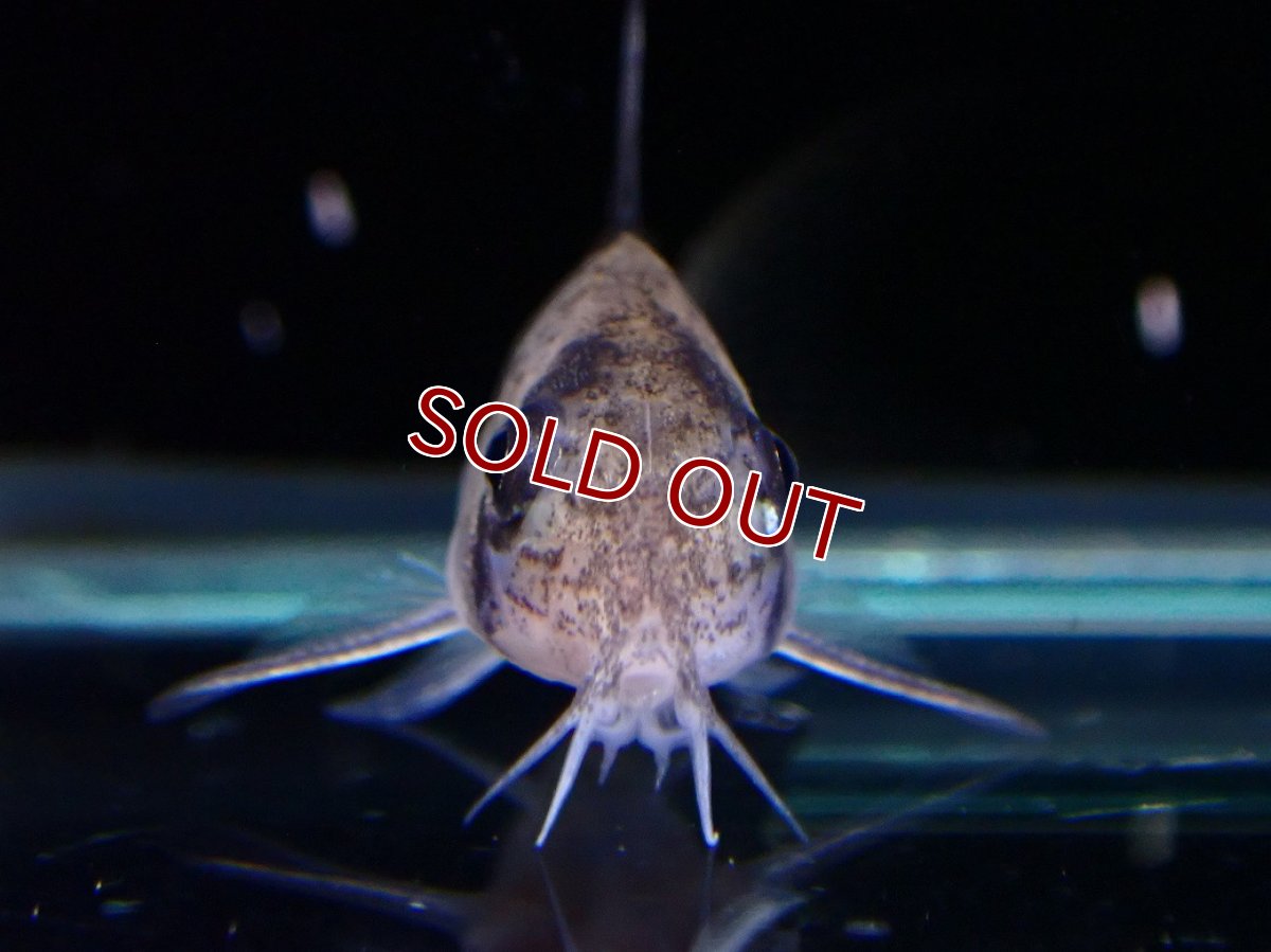 画像3: 【30%OFF対象商品30周年セール 淡水魚】【淡水魚】【通販】レア種 コリドラス sp ブラックペッパー ローライマ産 ワイルド【個体販売】(±3cm)(コリドラス)（生体）（熱帯魚）NKCR (3)