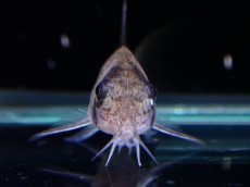 画像3: 【淡水魚】【通販】レア種 コリドラス sp ブラックペッパー ローライマ産 ワイルド【個体販売】(±3cm)(コリドラス)（生体）（熱帯魚）NKCR (3)