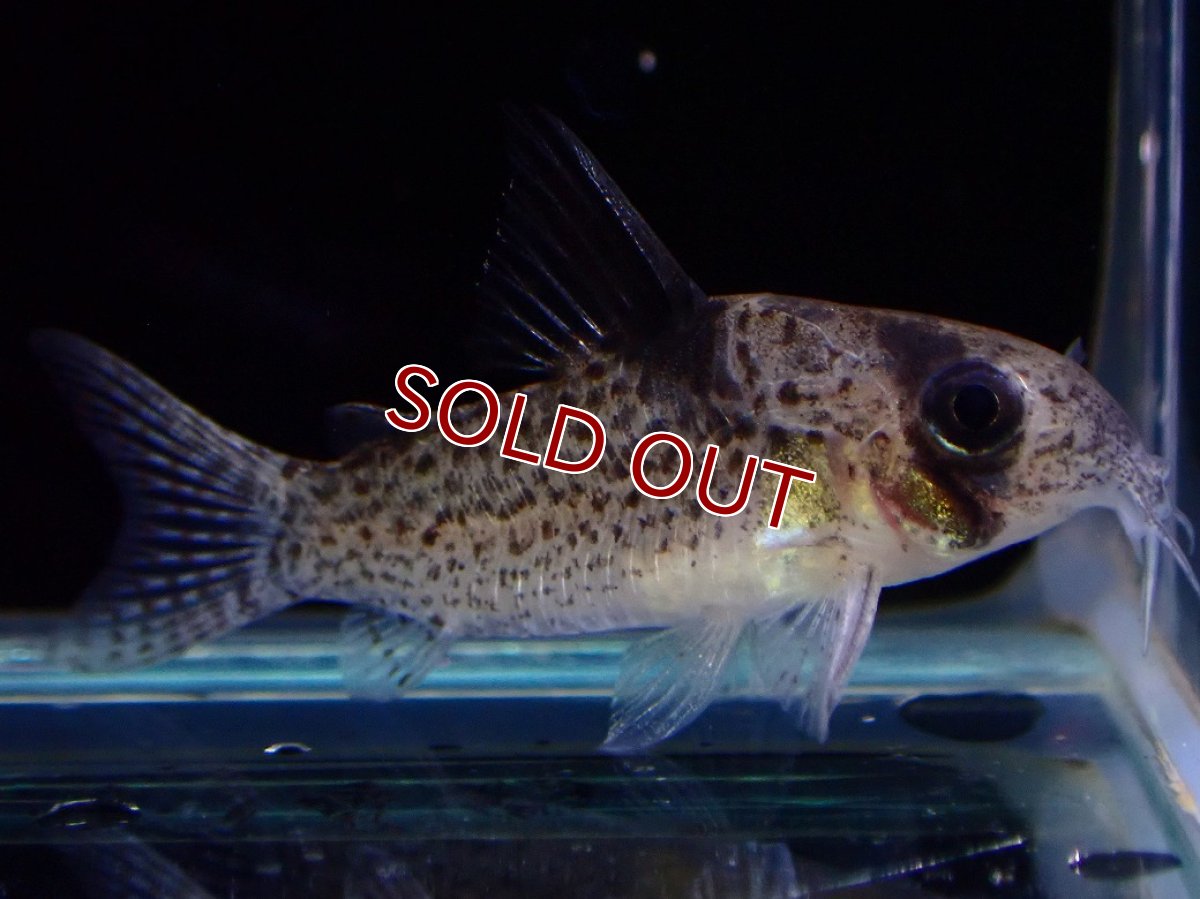 画像4: 【30%OFF対象商品30周年セール 淡水魚】【淡水魚】【通販】レア種 コリドラス sp ブラックペッパー ローライマ産 ワイルド【個体販売】(±3cm)(コリドラス)（生体）（熱帯魚）NKCR (4)