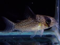 画像4: 【淡水魚】【通販】レア種 コリドラス sp ブラックペッパー ローライマ産 ワイルド【個体販売】(±3cm)(コリドラス)（生体）（熱帯魚）NKCR (4)