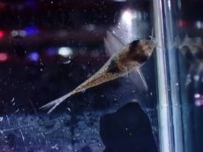 画像5: 【淡水魚】【通販】レア種 コリドラス sp ブラックペッパー ローライマ産 ワイルド【個体販売】(±3cm)(コリドラス)（生体）（熱帯魚）NKCR (5)