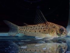 画像1: 【淡水魚】【通販】レア種 コリドラス cf ミトゥセーニョ ワイルド【個体販売】(±3.5cm)(コリドラス)(生体)(熱帯魚)NKCR (1)