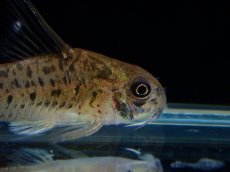 画像2: 【淡水魚】【通販】レア種 コリドラス cf ミトゥセーニョ ワイルド【個体販売】(±3.5cm)(コリドラス)(生体)(熱帯魚)NKCR (2)