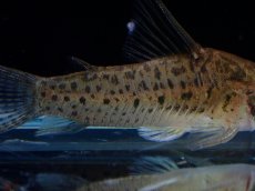 画像3: 【淡水魚】【通販】レア種 コリドラス cf ミトゥセーニョ ワイルド【個体販売】(±3.5cm)(コリドラス)(生体)(熱帯魚)NKCR (3)