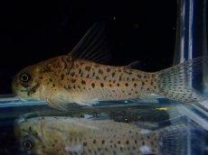 画像4: 【淡水魚】【通販】レア種 コリドラス cf ミトゥセーニョ ワイルド【個体販売】(±3.5cm)(コリドラス)(生体)(熱帯魚)NKCR (4)