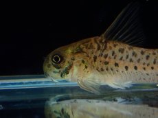 画像5: 【淡水魚】【通販】レア種 コリドラス cf ミトゥセーニョ ワイルド【個体販売】(±3.5cm)(コリドラス)(生体)(熱帯魚)NKCR (5)