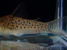 画像6: 【淡水魚】【通販】レア種 コリドラス cf ミトゥセーニョ ワイルド【個体販売】(±3.5cm)(コリドラス)(生体)(熱帯魚)NKCR (6)