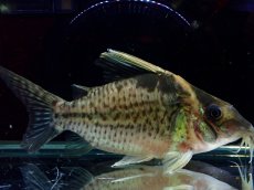 画像1: 【淡水魚】【通販】超激レア No1 ショートボディ コリドラス ロブスタス リオプルス産 ワイルド【個体販売】(±9cm)(生体)(熱帯魚)NKCR (1)