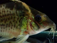 画像2: 【淡水魚】【通販】超激レア No1 ショートボディ コリドラス ロブスタス リオプルス産 ワイルド【個体販売】(±9cm)(生体)(熱帯魚)NKCR (2)