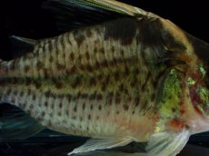 画像3: 【淡水魚】【通販】超激レア No1 ショートボディ コリドラス ロブスタス リオプルス産 ワイルド【個体販売】(±9cm)(生体)(熱帯魚)NKCR (3)