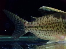 画像4: 【淡水魚】【通販】超激レア No1 ショートボディ コリドラス ロブスタス リオプルス産 ワイルド【個体販売】(±9cm)(生体)(熱帯魚)NKCR (4)