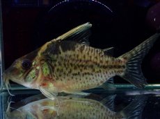 画像5: 【淡水魚】【通販】超激レア No1 ショートボディ コリドラス ロブスタス リオプルス産 ワイルド【個体販売】(±9cm)(生体)(熱帯魚)NKCR (5)