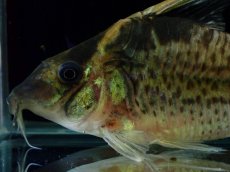 画像6: 【淡水魚】【通販】超激レア No1 ショートボディ コリドラス ロブスタス リオプルス産 ワイルド【個体販売】(±9cm)(生体)(熱帯魚)NKCR (6)