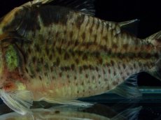 画像7: 【淡水魚】【通販】超激レア No1 ショートボディ コリドラス ロブスタス リオプルス産 ワイルド【個体販売】(±9cm)(生体)(熱帯魚)NKCR (7)