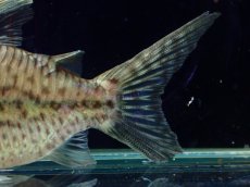 画像8: 【淡水魚】【通販】超激レア No1 ショートボディ コリドラス ロブスタス リオプルス産 ワイルド【個体販売】(±9cm)(生体)(熱帯魚)NKCR (8)