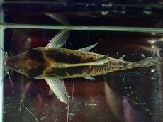画像9: 【淡水魚】【通販】超激レア No1 ショートボディ コリドラス ロブスタス リオプルス産 ワイルド【個体販売】(±9cm)(生体)(熱帯魚)NKCR (9)