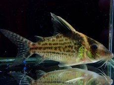 画像1: 【淡水魚】【通販】超激レア No2 ショートボディ コリドラス ロブスタス リオプルス産 ワイルド【個体販売】(±9cm)(生体)(熱帯魚)NKCR (1)
