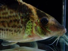画像2: 【淡水魚】【通販】超激レア No2 ショートボディ コリドラス ロブスタス リオプルス産 ワイルド【個体販売】(±9cm)(生体)(熱帯魚)NKCR (2)