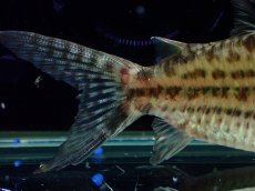 画像4: 【淡水魚】【通販】超激レア No2 ショートボディ コリドラス ロブスタス リオプルス産 ワイルド【個体販売】(±9cm)(生体)(熱帯魚)NKCR (4)