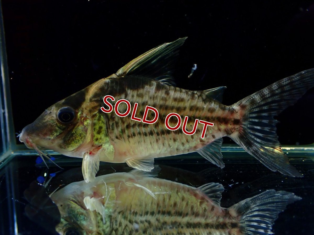画像5: 【淡水魚】【通販】超激レア No2 ショートボディ コリドラス ロブスタス リオプルス産 ワイルド【個体販売】(±9cm)(生体)(熱帯魚)NKCR (5)
