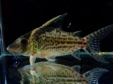 画像5: 【淡水魚】【通販】超激レア No2 ショートボディ コリドラス ロブスタス リオプルス産 ワイルド【個体販売】(±9cm)(生体)(熱帯魚)NKCR (5)