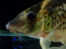 画像6: 【淡水魚】【通販】超激レア No2 ショートボディ コリドラス ロブスタス リオプルス産 ワイルド【個体販売】(±9cm)(生体)(熱帯魚)NKCR (6)