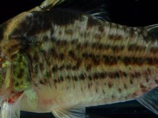 画像7: 【淡水魚】【通販】超激レア No2 ショートボディ コリドラス ロブスタス リオプルス産 ワイルド【個体販売】(±9cm)(生体)(熱帯魚)NKCR (7)
