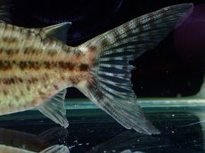 画像8: 【淡水魚】【通販】超激レア No2 ショートボディ コリドラス ロブスタス リオプルス産 ワイルド【個体販売】(±9cm)(生体)(熱帯魚)NKCR (8)