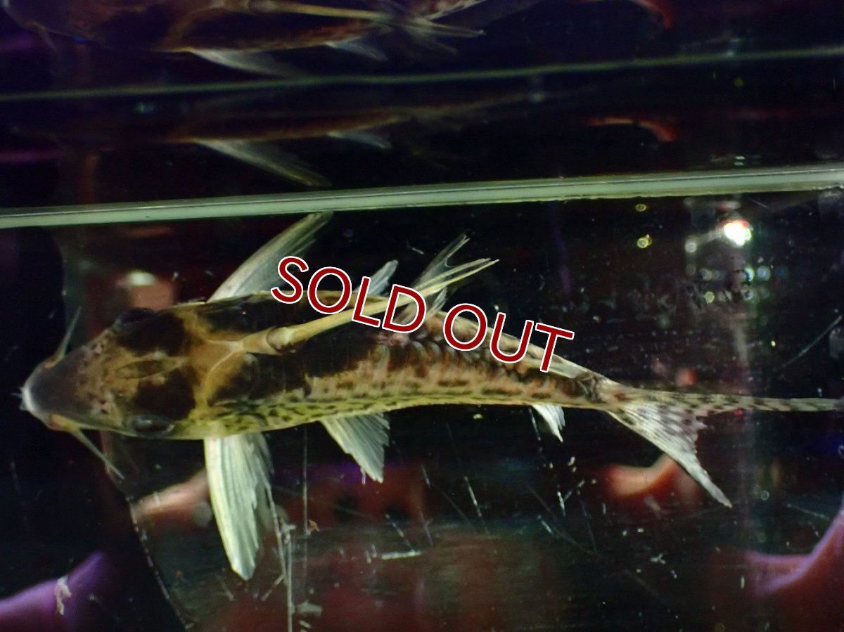 画像9: 【淡水魚】【通販】超激レア No2 ショートボディ コリドラス ロブスタス リオプルス産 ワイルド【個体販売】(±9cm)(生体)(熱帯魚)NKCR (9)