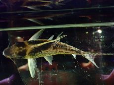 画像9: 【淡水魚】【通販】超激レア No2 ショートボディ コリドラス ロブスタス リオプルス産 ワイルド【個体販売】(±9cm)(生体)(熱帯魚)NKCR (9)