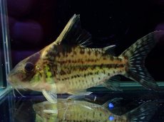 画像1: 【淡水魚】【通販】超激レア No3 ショートボディ コリドラス ロブスタス リオプルス産 ワイルド【個体販売】(±8cm)(生体)(熱帯魚)NKCR (1)